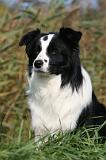 BORDER COLLIE 1360